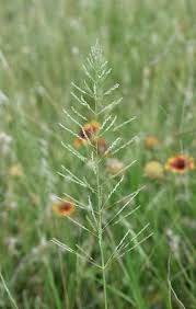 Image result for Sporobolus coromandelianus