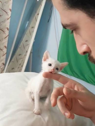 The Hungry Syrian Wanderer | I lost my boy. Milky Boy wasn't just my cat, he  was my constant through every chapter of my life. I had him when I was still