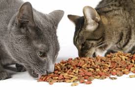 Karena itu, lebih baik menggunakan makanan kering jika pembaca anda. 9 Cara Membuat Makanan Kucing Murah Bikin Gemuk Dan Sehat
