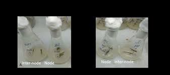 Image result for Dicoma tomentosa