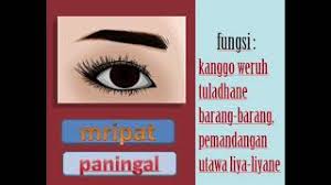 Mampu mendengarkan dan memahami berbagai wacana lisan dalam berbagai ragam bahasa jawa. Materi Bahasa Jawa Kelas 1 Sd Semester 1