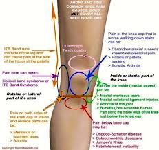 Pin En Anatomia