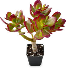 Image result for Crassula zombensis