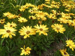 Image result for paprskovka obrázek