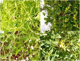 Image result for Lannea schimperi