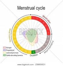 Menstrual Cycle And Hormone Level Ovarian Cycle Follicular