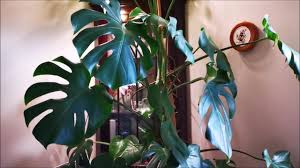 Maybe you would like to learn more about one of these? Installing Vogek Grow Lights For Indoor Plants Be Winter Ready Youtube