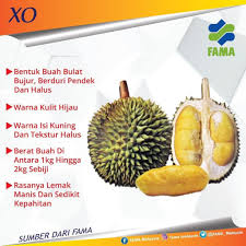 Teknik cantuman mata tunas durian musang king agar berbuah dalam masa 3 hingga 5 tahun. Rasa Durian D88 D88 Durian