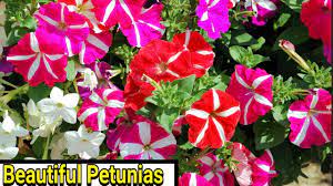 Petunias How To Plant Grow And Care For Petunias Youtube