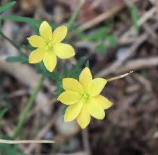 Image result for Menodora heterophylla