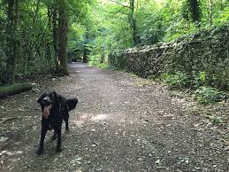 A message from the vicar. Leigh Woods Bristol Dog Walk Bristol Barkers