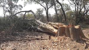 Image result for Marquesia macroura