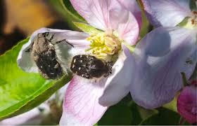 Image result for Tropinota hirta