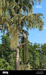 Image result for Caryota urens