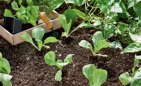 Gemusegarten Pflegetipps Fur Den Sommer Garten Pflanzen Gartentipps