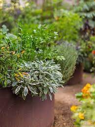 How To Grow Parsley Indoors Or Outside Growing Herbs Parsley Plant Growing Parsley