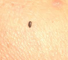 Drain flies in your basement may be coming from a floor drain, sump basin or a main sewer line break under your slab. Identifying A Bug In The Basement Thriftyfun