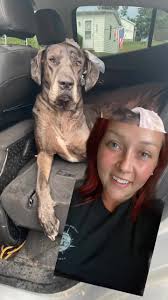 Great Dane Michael Jones