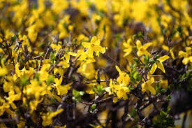 Maybe you would like to learn more about one of these? 10 Yellow Flowering Trees And Shrubs Garden Tabs