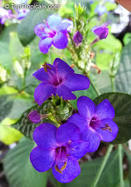 Image result for Eranthemum pulchellum