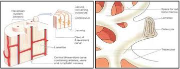 Compact bone is the denser, stronger of the two types of osseous tissue (figure 6.3.6). 2 Microscopic Structure Of Compact Bone Download Scientific Diagram