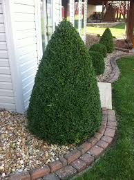 Check spelling or type a new query. Buxus Mic Var Insularis Green Mountain Green Mountain Boxwood Jim Whiting Nursery