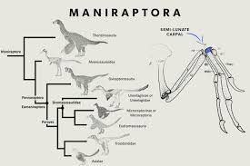 Among Other Anatomical Traits That All Maniraptora Share Is A Specialized Form Of Wrist Bone Called A Semi Lunate Carpal It S A Paleontology Dinosaur Biology