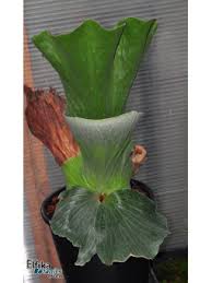 Image result for Platycerium elephantotis