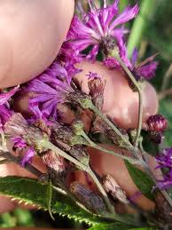 Image result for Vernonia stenocephala