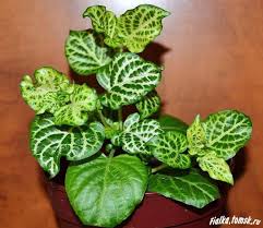 Image result for Asystasia hedbergii