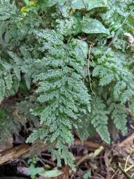 Image result for Vandenboschia gigantea