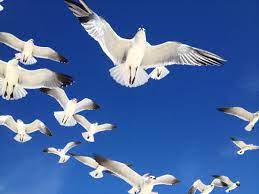 The fish spent 45 seconds in flight. How Do Birds Fly Answers To Common Questions About Birds Birds And Blooms