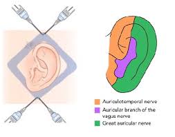 Image result for Ear Nerve Block