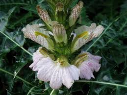 Image result for Acanthus montanus