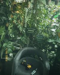 Image result for Aneilema zebrinum