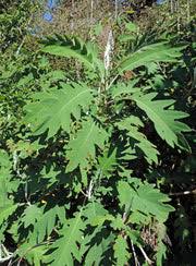Image result for Bocconia arborea