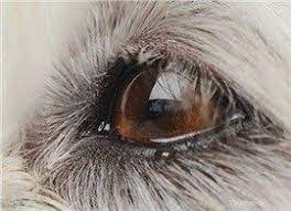 Kopeklerde Goz Akintisi Watery Eyes Dog Eyes Eyes