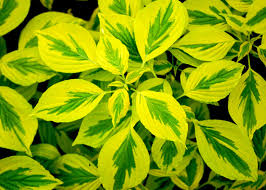 Argentea) make quite a show. Golden Shadows Pagoda Dogwood Cornus Alternifolia Proven Winners