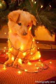 30 Dogs Who Think They Re Christmas Trees Cute Animals Cute Baby Dogs Cute Baby Animals