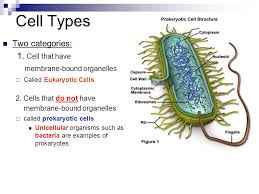 Check spelling or type a new query. Eukaryotic Cells Vs Prokaryotic Cells Ppt Video Online Download