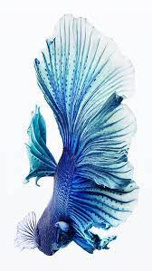 Find clean fish wallpapers hd for iphone. Iphone Fish Wallpapers Free Download Pixelstalk Net
