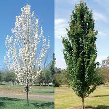 The fruit is incredibly delicious, nutritious and easy to grow. Pear Ornamental Manchurian Perth Wa Online Garden Centre Ornamental Pear Tree Trees To Plant Garden Trees