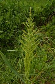 Image result for Chrysochloa
