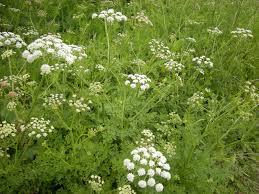 Image result for Oenanthe