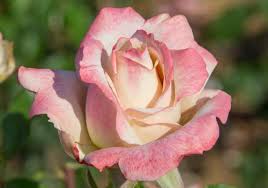 Plants flowers nature abila photo rose photos rose. Roses Sky Nursery