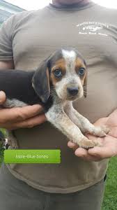 We not only guarantee that your new little registered beagle puppy is healthy, and has been cared for in the best manner to prepare him for your family, we guarantee he will make everyone smile! Bad Apple Farm I Have 6 Beagle Puppies Left From Our 2 Facebook