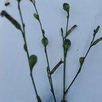 Image result for Canscora diffusa