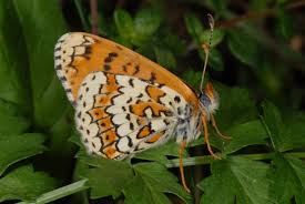 Image result for Melitaea cinxia