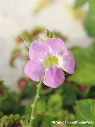 Image result for Asystasia sp. (Biegel 5184)