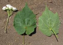 Image result for Dombeya torrida